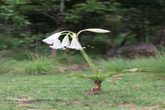 Crinum latifolium
